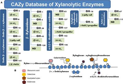 Extremophilic Prokaryotic Endoxylanases: Diversity, Applicability, and Molecular Insights